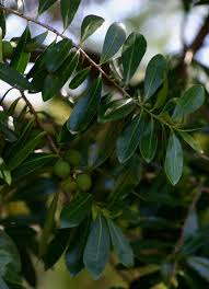 Image result for Warburgia