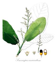 Image result for Sorindeia juglandifolia