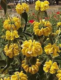Image result for Phlomis fruticosa