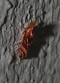 Image result for Elaeodendron schlechterianum