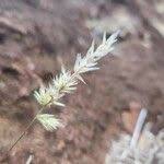 Image result for Enneapogon cenchroides