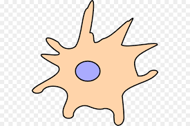 Dendritische Zellen Zeichnen Clip Art Zelle Clipart Png Herunterladen 600 600 Kostenlos Transparent Blatt Png Herunterladen