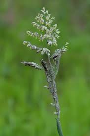 Image result for Holcus