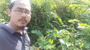Sejak dahulu khasiat daun kelor. Cara Guna Daun Gelenggang Youtube