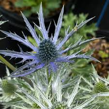 Image result for Aneilema zebrinum