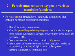 Which animal cell organelle contains enzymes that transfer hydrogen from various. Chapter 7 A Tour Of The Cell Other Membranous Organelles Ppt Download