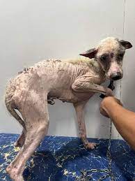 This is Vanilla, one of 17 dogs we rescued from CASA Shelter as well.  Grateful to Juan Veterinarian - Bacolod for accommodating them all and  giving them the initial medications. It was