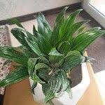 Image result for Kořenokvětka Aspidistra