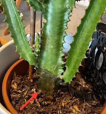 Image result for Euphorbia eranthes