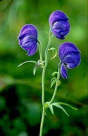 Jeden tag werden tausende neue, hochwertige bilder hinzugefügt. Monkshood Just A Few Flowers On This Spire Although Sometimes A Spire Can Be Quite Tall And Covered In Blooms Purple Flowers Flowers Nature Amazing Flowers