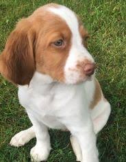 ● easy searching and secure buying. View Ad Brittany Litter Of Puppies For Sale Near Minnesota Good Thunder Usa Adn 94786