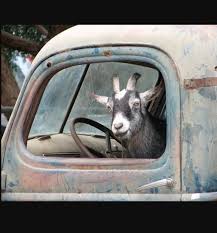 Resultado de imagen de escape goat