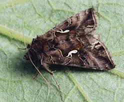Image result for Autographa excelsa