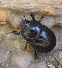 Image result for Pentodon