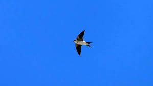 Nate fifield — memories (warm up version) 03:28. Abarare Bahama Swallow Florida Aba Blog