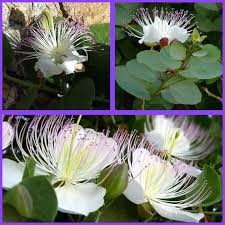 Image result for Capparaceae