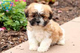 Peaches Shichon Teddy Bear Puppy For Sale Keystone Puppies Teddy Bear Puppies Shichon Puppies Teddy Bear Dog