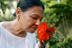 Imagen gratis: Rosa de jardín rojiza brillante en plena floración con  algunos capullos más en el rosal