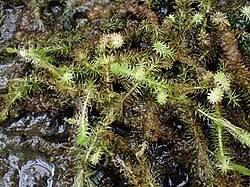 Image result for Mayacaceae