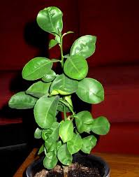 Image result for Eureiandra leucantha