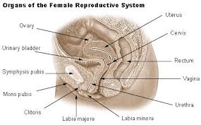 It's what babies and menstrual blood leave the body through. Seer Training Female Reproductive System