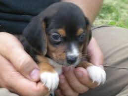 Feel free to contact to arrange visit. English Pocket Beagles 2 Love Pocket Beagle Pups Beagle Puppy Cute Beagles Pocket Beagle