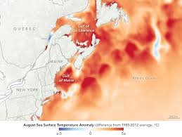 Watery Heatwave Cooks The Gulf Of Maine Climate Change