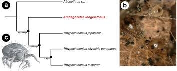 Check spelling or type a new query. Molecular Evolutionary Trends And Biosynthesis Pathways In The Oribatida Revealed By The Genome Of Archegozetes Longisetosus Biorxiv
