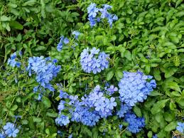 Image result for Plumbago ituriensis