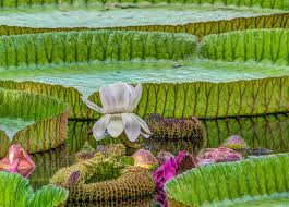 Check spelling or type a new query. The 29 Most Fascinating Plants In The Amazon Rainforest Tourthetropics Com