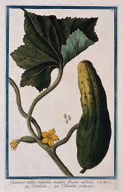 Image result for Cucumis aculeatus