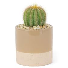 Great savings & free delivery / collection on many items. Pure Beauty Farms 1 38 Pt Cactus Plant In 4 In Ceramic Pot Dc4cactusceramic1 The Home Depot