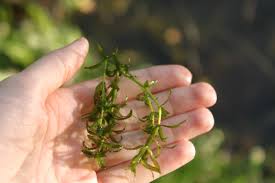 Image result for Hydrilla