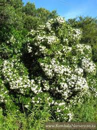 Image result for Pavetta troupinii