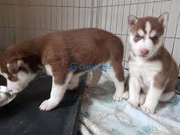 Like puppies, bunnies, babies, and so on. Pin On Web Pixer