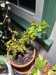 Image result for Sida dregei