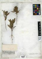 Image result for Pogonospermum ciliatum
