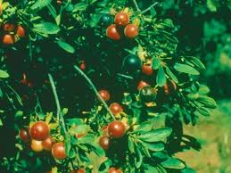 Image result for Diospyros lycioides