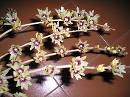 Vedi la nostra fiori piccoli selezione dei migliori articoli speciali o personalizzati, fatti a mano dai nostri negozi. Chimonanthus Wikipedia