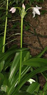 Image result for Crinum moorei