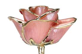 We did not find results for: Pink Rose Meaning Pink Rose Symbolism Meanings Of Pink Roses