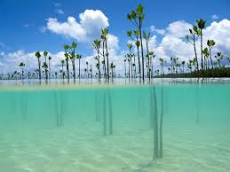 Image result for pacific islands
