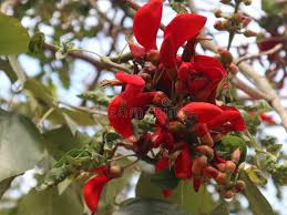Image result for Erythrina fusca