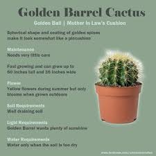 This domain may be for sale! Deehan Cactus And Succulents Home Facebook