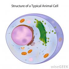 Most of the cells size range between 1 and 100 micrometers and are visible only with the microscope. Cell Review Flashcards Quizlet