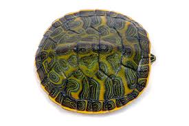 Image result for Pseudeminia