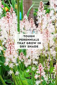 12 Tough Perennials That Grow In Dry Shade Shade Garden Plants Shade Perennials Perennials