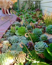 As Suculentas Coloridas Sao Lindas A Maioria Das Pessoas Nao Conhece A Tecnica Para Deixar Elas Coloridas Cr Em 2020 Suculentas Jardim De Suculentas Jardins Pequenos
