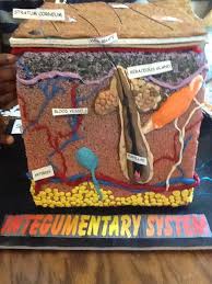Integumentary Creativity Materials Purchased Styrofoam Styrofoam Homemade Creation Various Polymer Colo Skin Anatomy Integumentary System Skin Model