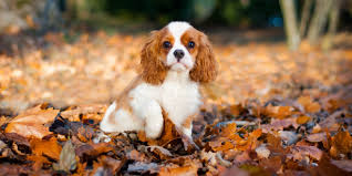 We believe that our cavalier king charles spaniel puppies are such an excellent & loving breed that they are fit for royalty. Cavalier King Charles Rescue Why You Should Adopt A Rescue Dog Ruby Cavalier King Charles Spaniel